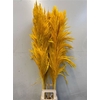 Cortaderia Yellow