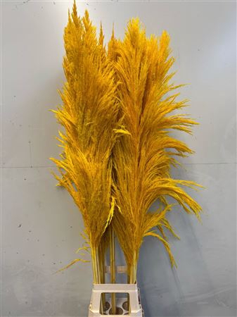 Cortaderia Yellow