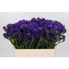 Limonium Navy Sun Birds