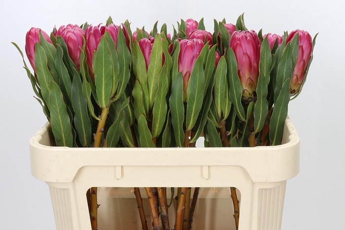 <h4>Protea Brenda</h4>