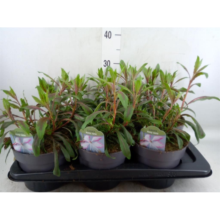 <h4>Cleome</h4>