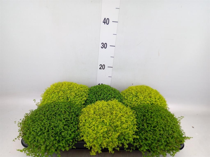 <h4>Soleirolia soleirolii   ...mix 2</h4>