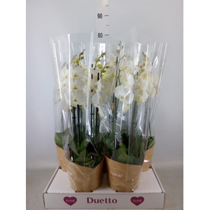 Phalaenopsis  'Ant Oxford'