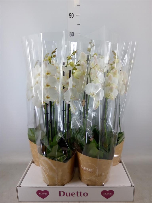 <h4>Phalaenopsis  'Ant Oxford'</h4>