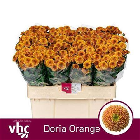 <h4>Chr San Doria Orange</h4>