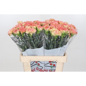 Dianthus St Nowo