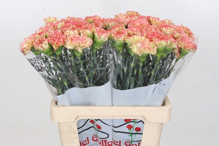 Dianthus St Nowo