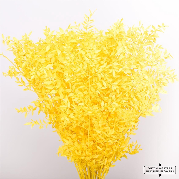 <h4>Pres Ruscus Yellow P Stem</h4>