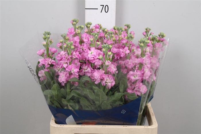 <h4>Matth Iron Pink</h4>