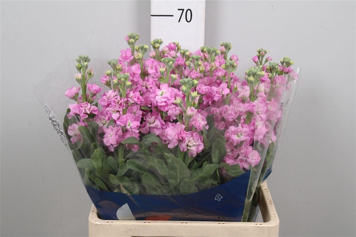 <h4>Matth Iron Pink</h4>