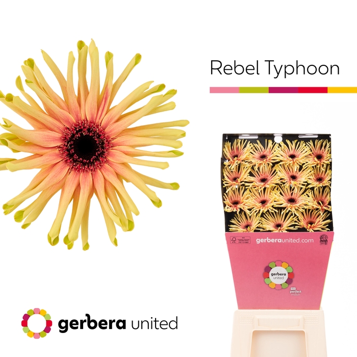 <h4>Gerbera Pasta Rebel Typhoon Diamond per kaart</h4>