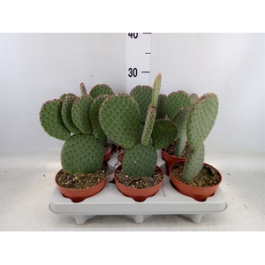 Opuntia microdasys