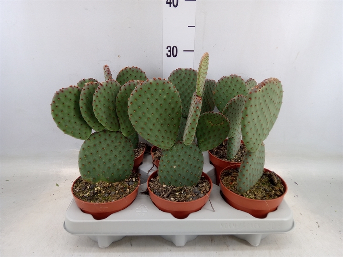 <h4>Opuntia microdasys</h4>