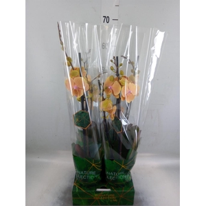Phalaenopsis   ...yellow