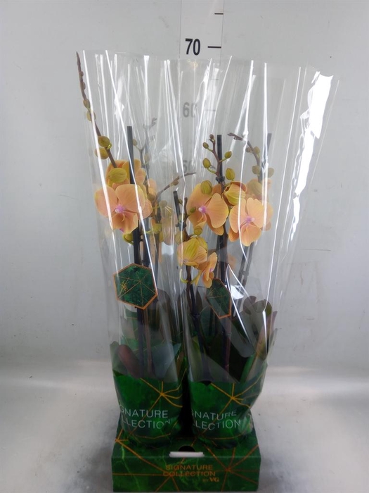 <h4>Phalaenopsis   ...yellow</h4>
