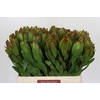Leucadendron Goldstrike