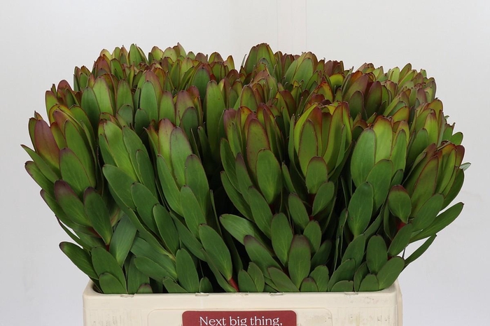 <h4>Leucadendron Goldstrike</h4>