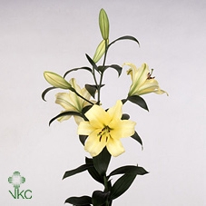 21810: Lovess arrangement