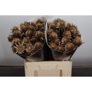 Snijgroen Eryn A Ov Klb H