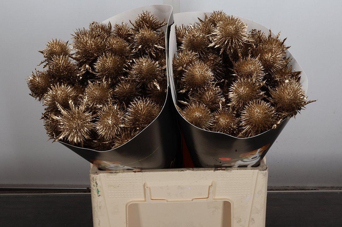 <h4>Snijgroen Eryn A Ov Klb H</h4>