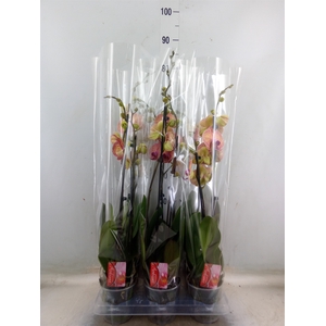 Phalaenopsis   ...orange