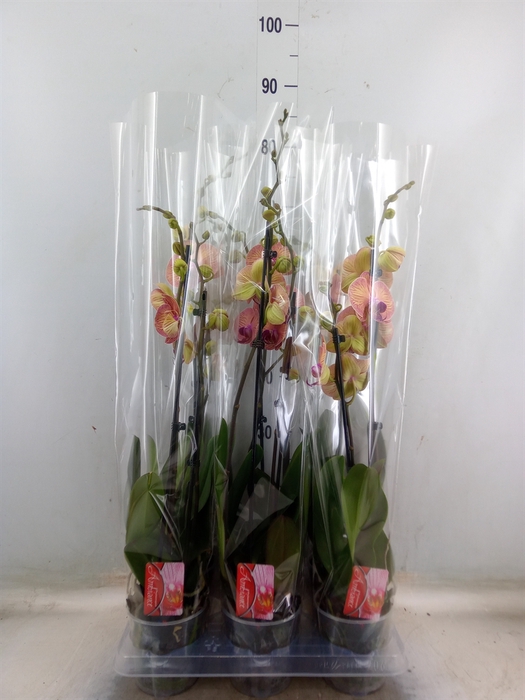 <h4>Phalaenopsis   ...orange</h4>