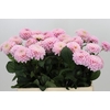 Dahlia Wizard of Oz