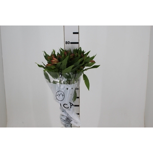 ALSTROEMERIA MILOS 080 CM