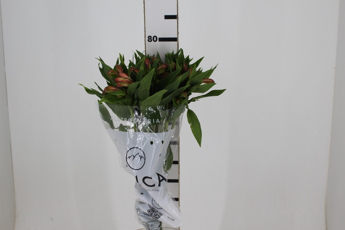 <h4>ALSTROEMERIA MILOS 080 CM</h4>