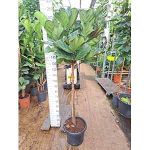 Ficus lyrata