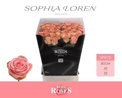 <h4>R GR SOPHIA LOREN</h4>