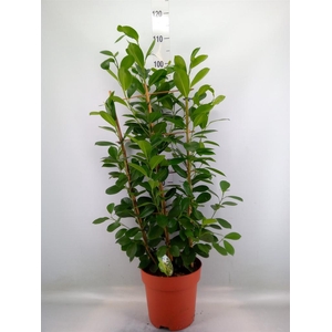 Ficus microcarpa 'Moclame'