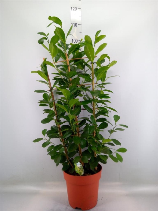 <h4>Ficus microcarpa 'Moclame'</h4>