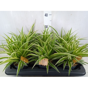 Chlorophytum com. 'Ocean'