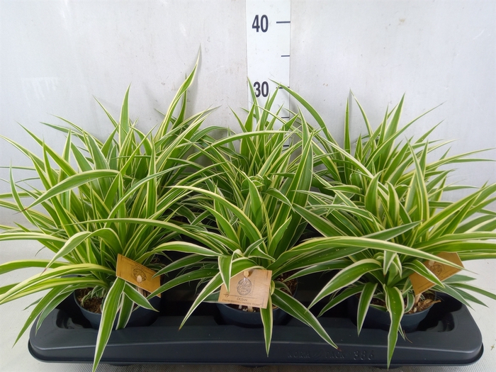 <h4>Chlorophytum com. 'Ocean'</h4>