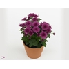 Chrysanthemum Gardenmum Purple