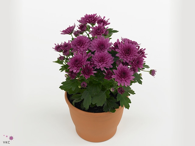 Chrysanthemum Gardenmum Purple