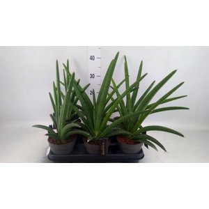 Sansevieria  'Tiara Grand Gazelle'