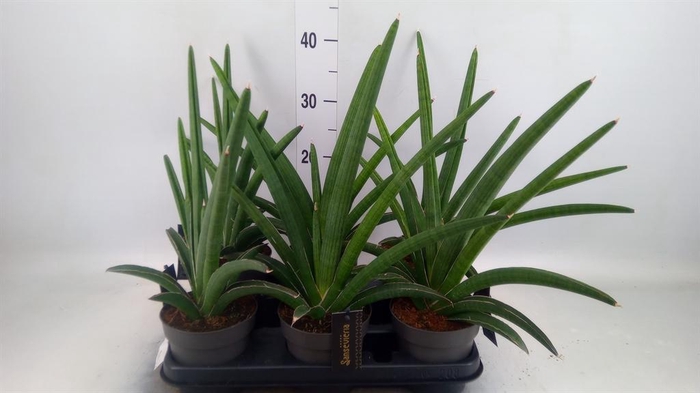 <h4>Sansevieria  'Tiara Grand Gazelle'</h4>