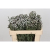 Kaaps Groen Silver Brunia