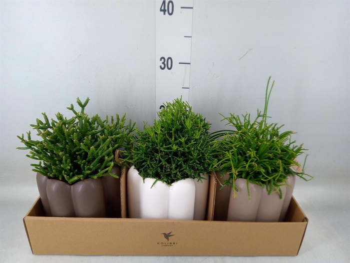 <h4>Rhipsalis   ...mix</h4>