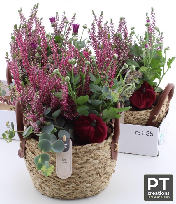 <h4>ARR TUINPLANTEN</h4>