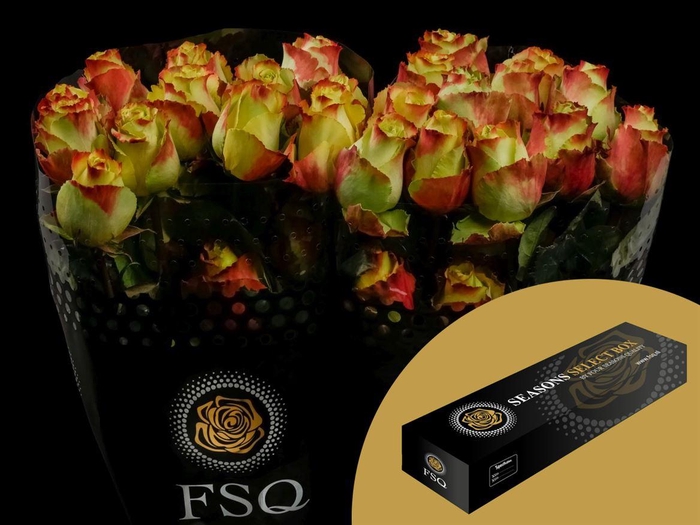 <h4>R GR Zazu Box</h4>