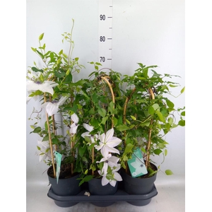 Clematis  'Garland'   ...