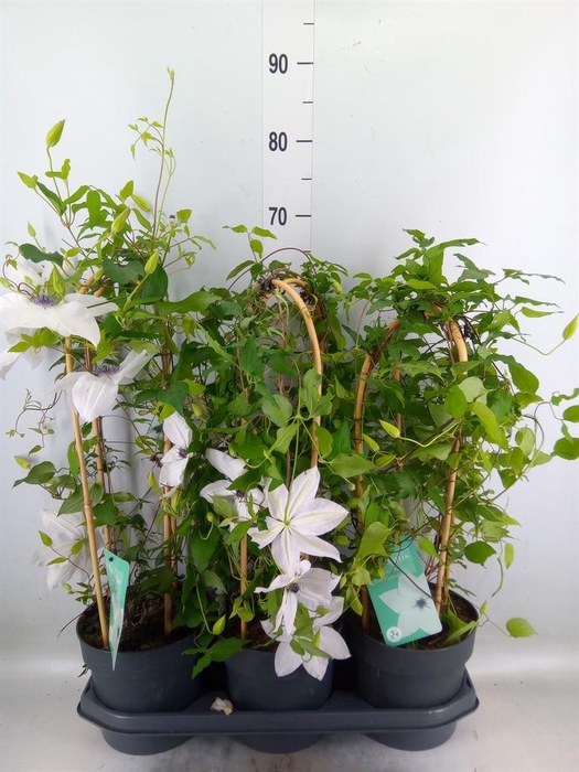 <h4>Clematis  'Garland'   ...</h4>