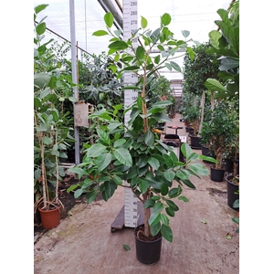 Ficus altissima