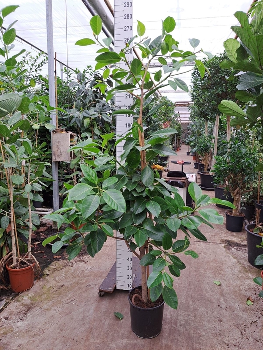 <h4>Ficus altissima</h4>