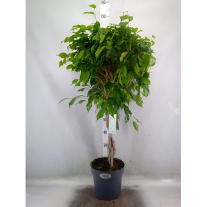 Ficus benja. 'Exotica'