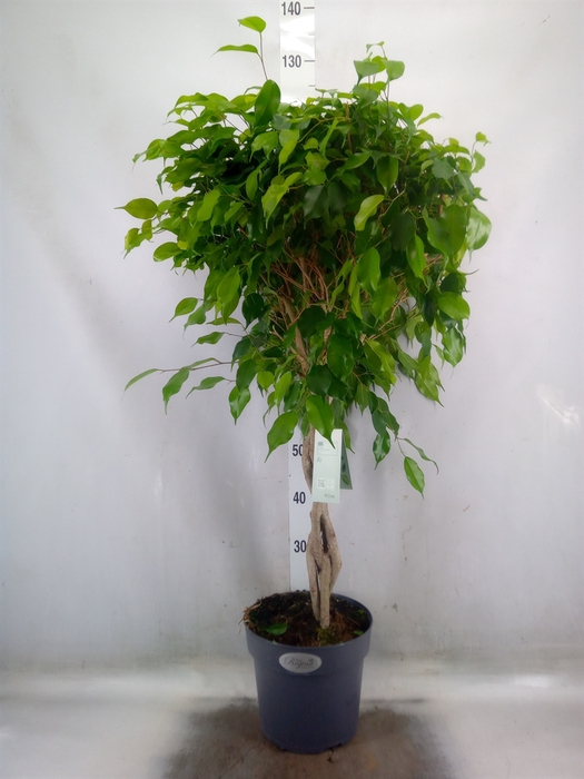<h4>Ficus benja. 'Exotica'</h4>