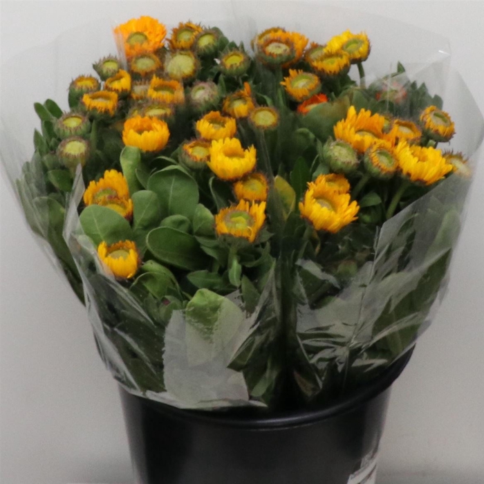 <h4>Calendula Yellow</h4>